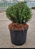 Groendecor Tuinarchitectuur Ilex cren. 'Glorie Dwarf' - houx japonais 20-25 cm en pot