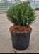 Groendecor Tuinarchitectuur Ilex cren. 'Glorie Dwarf' - houx japonais 20-25 cm en pot