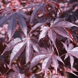 Arborix Acer Palmatum 'Bloodgood' - Japanse esdoorn 50-60 cm pot