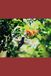 B'ajlom ii Nkotz'i'j Publications Acatec Maya Phrasebook