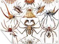 Poster de jardin - 40x30 cm - Rétro - Ernst Haeckel - Insectes - Poster extérieur