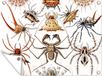 Poster de jardin - 40x30 cm - Rétro - Ernst Haeckel - Insectes - Poster extérieur