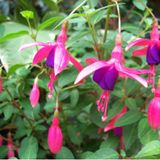 Arborix Fuchsia 6 x Fuchsia 'Tom Thumb'- Bellenplant pot 9x9cm