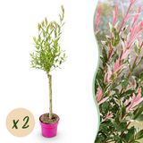 Green boutiQ - 2x Salix Flamingo - Flamingo wilg - Bont Roze - Boom - Ø17cm - 70-80cm