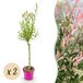 Green boutiQ - 2x Salix Flamingo - Flamingo wilg - Bont Roze - Boom - Ø17cm - 70-80cm