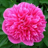 Arborix Paeonia 3 x Paeonia Officinalis 'Rosea Plena ' - Tuinpioen pot 9x9cm