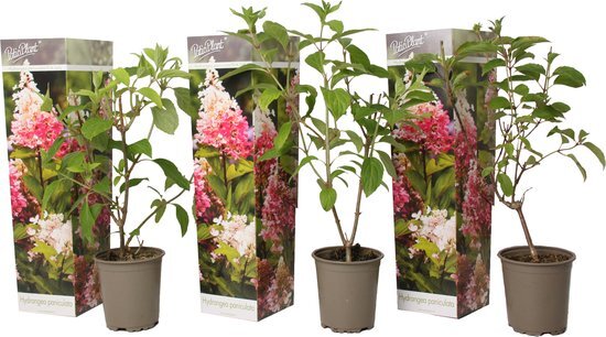 Plant in a Box - Hortensia Paniculata &#39;Pink Lady&#39; - Pluimhortensia - Hydrangea - Wit/roze bloem - Set van 3 - Winterharde hortensia - Pot 9cm - Hoogte 25-40cm