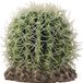 Hobby Terrano Cactus - Sonora