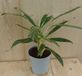 Warentuin natuurlijk - Aglaonema 30 cm