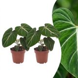 Green boutiQ Philodendron Gloriosum - 2 Planten - Pot 12cm - Hoogte 25cm
