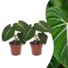 Green boutiQ Philodendron Gloriosum - 2 Planten - Pot 12cm - Hoogte 25cm