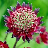 Arborix Astrantia 6x Astrantia major 'Moulin Rouge'® Pot 9x9cm