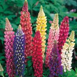 Arborix Lupinus 6 x Lupinus Russell Hybrids - Lupine pot 9x9cm