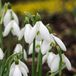 boutiQ - 100x Galanthus Elwesii - Grande perce-neige - Blanc - Floraison printanière - Taille de bulbe 5/6