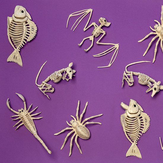 Boland Decoratie Skelet rat Cheddar - Horror