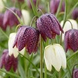 Green boutiQ - 240x Fritillaria Meleagris Mix - Kievitsbloem mix - Paars en Wit - Verwilderingsbol - Bolmaat 6/7