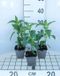 GRDplanten 6x Bergamotplant - Monarda hybr. 'Beauty of Cobham' | 9x9 cm pot