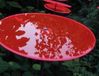 Cazador Del Sol 3 stuks! Zonnevanger Rood-Roze