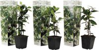 Plant in a Box Toscaanse Jasmijn Set van 3 Witte Sterjasmijn Tuinplanten Pot 9cm Hoogte 25-40cm
