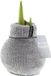 Bloomique Amaryllis Bol in Wax Cozy Grijs