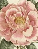 John Derian John Derian Picture Book II