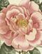 John Derian John Derian Picture Book II