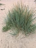 GRDplanten Groendecor Tuinarchitectuur 6x Strandhaver - Leymus arenarius | 9x9 cm pot
