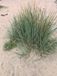GRDplanten Groendecor Tuinarchitectuur 6x Strandhaver - Leymus arenarius | 9x9 cm pot