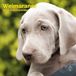 Baker & Bray Weimaraner Kalender 2027 Wandkalender