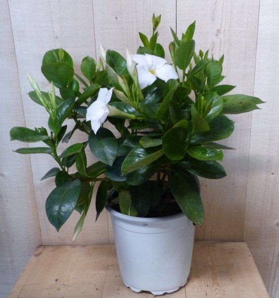 Warentuin natuurlijk Dipladenia Mandevilla Sundaville wit h30 cm