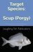 Target Species: Scup (Porgy): Mastering the Art and Joy of Fishing for America's Favorite Porgy