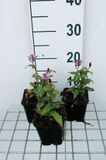 GRDplanten Groendecor Tuinarchitectuur 6x Tricyrtis - Tricyrtis form. 'Dark Form' | 9x9 cm pot