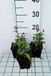 Groendecor Tuinarchitectuur 6x Tricyrtis - Tricyrtis form. 'Dark Form' | pot de 9x9 cm
