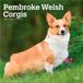 Pembroke BrownTrout Publishers Pembroke Welsh Corgis 2027 16-Monatskalender