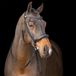 Imperial Riding IRH Hoofdstel met Engelse neusriem, strass hoofdband en gevoerd hoofddeksel, leer, zwart/zwart, Shetty