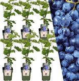 Plants by Frank | 6 Bosbessenplanten | 100% Biologische fruitplanten | Bosbessen | Tuinplanten | Winterharde Planten voor de Tuin