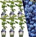 Plants by Frank | 6 Bosbessenplanten | 100% Biologische fruitplanten | Bosbessen | Tuinplanten | Winterharde Planten voor de Tuin