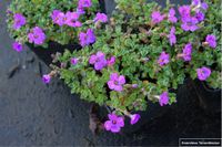 GRDplanten Groendecor Tuinarchitectuur 6x Randjesbloem - Aubrieta hybr. 'Hamburger Stadtpark' | 9x9 cm pot