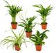 5x Mélange purificateur d'air - ⌀12 cm - 20-45 cm