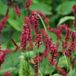 Arborix Persicaria 3 x Amplexicaulis 'Red Baron' - Adderwortel pot 9x9cm