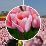 InVolleBloei Tulpenbollen ‘Apicona’ – 30 stuks – Roze Tulpen