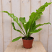 Warentuin Natuurlijk - Varen groene Asplenium