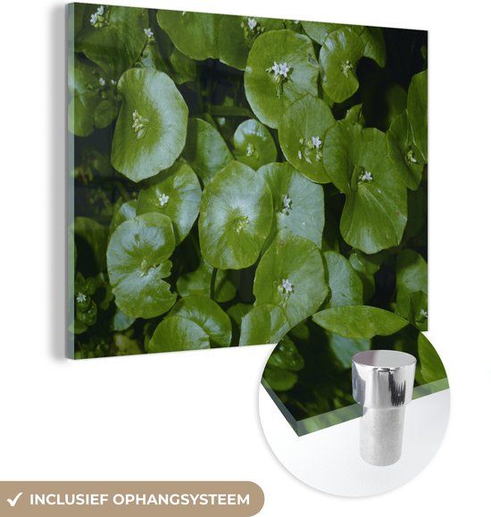 MuchoWow® Glass Painting 120x90 cm - Acrylic Glass Painting - Evening photo of the dark green winter purslane - Photo on glass - Paintings