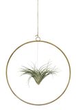 Combinatie van tillandsia's in een gouden ring