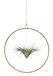 Combinatie van tillandsia's in een gouden ring