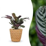 Green boutiQ Ctenanthe Burle Marxii - Visgraatplant - 1 Plant - met Zeegras Mand - Pot 12cm - Hoogte 30cm