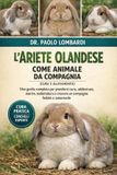 L'Ariete Olandese come Animale da Compagnia (Cura e Allevamento)
