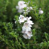 Arborix Prostanthera Cuneata - Australische munt - 20-25 cm pot
