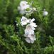 Arborix Prostanthera Cuneata - Australische munt - 20-25 cm pot