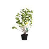 Arborix Aronia Aronia melanocarpa - Zwarte appelbes 40 - 60 cm in pot